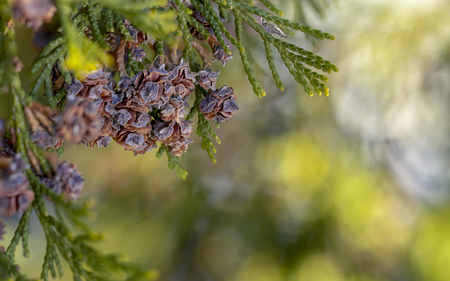 Thuja occidentalis cone close-up green backroundの写真素材
