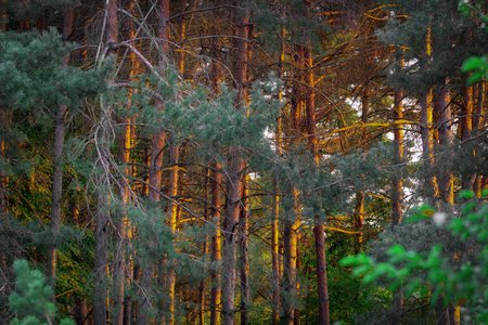 Frosty, fresh morning in a beautiful autumn park of a small town. Backgroundの写真素材
