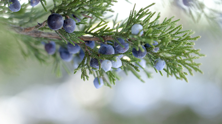 Beautiful bush of a juniper with berries Under the snowの写真素材