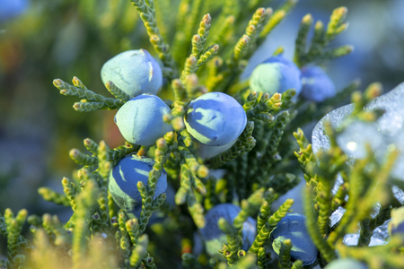 Beautiful bush of a juniper with berries Under the snowの写真素材