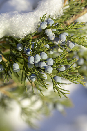 Beautiful bush of a juniper with berries Under the snowの写真素材