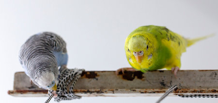 two wavy parrots sit on a cage close up