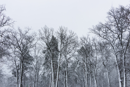 Snowy coniferous forest. Concept of winter beauty and freshness backgroundの写真素材