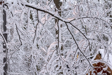 Strange branches covered with snow winter conceptの写真素材