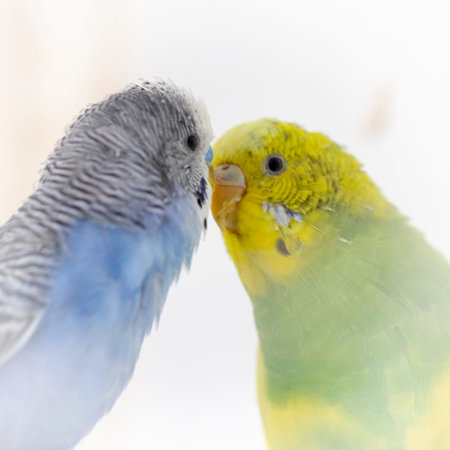 Kiss wavy parrots. Little birds touched each other's beaks Close up