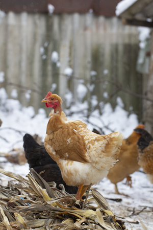 several yellow chickens in the yard of the farmhouse A deck of firewood in the backgroundの写真素材