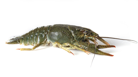 Crayfish on a white background. Crayfish isolated on whiteの写真素材