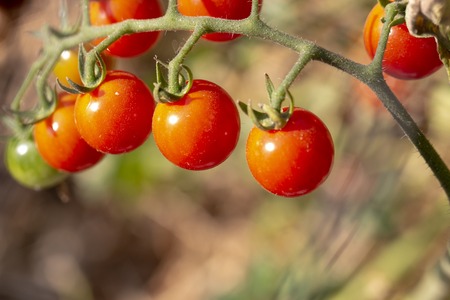 Ripe and unripe grape tomatoes in hydroponics farm close upの写真素材