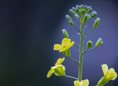 Yellow beautiful flower on the flowerbed close upの写真素材