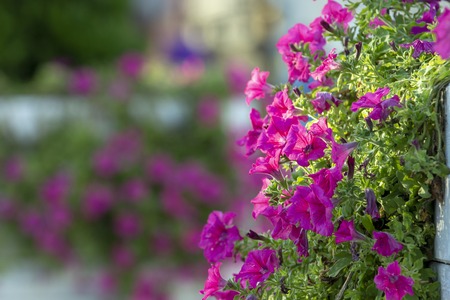 Colorful multiflora petunias in an orange wooden planter or window box.の写真素材