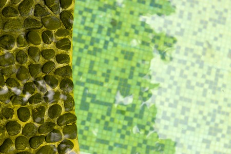 The water in the pool is rotten.の写真素材