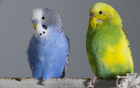 Kiss wavy parrots. Little birds touched each other's beaks Close upの写真素材