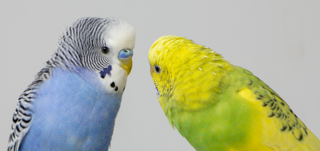 Kiss wavy parrots. Little birds touched each other's beaks Close upの写真素材