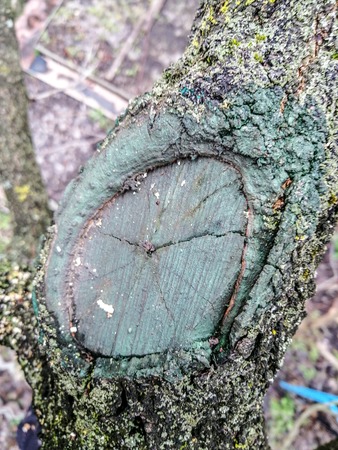 The process of healing a wound on a fruit tree Close upの写真素材