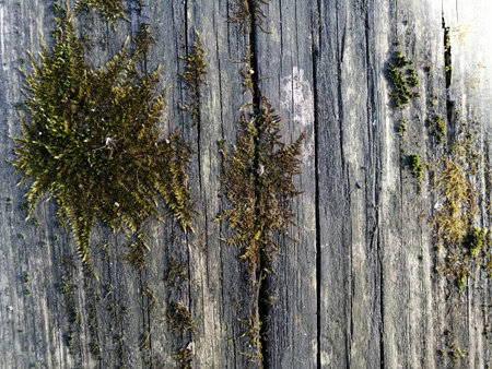 Old weathered wood planks covered with green moss textureの写真素材