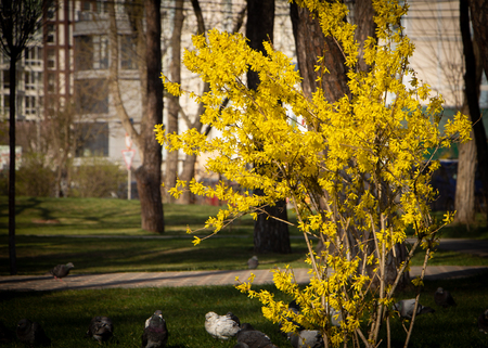 Close up Large blooming forsythia bush blooming in the spring gardenの写真素材