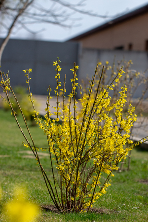 Close up Large blooming forsythia bush blooming in the spring gardenの写真素材
