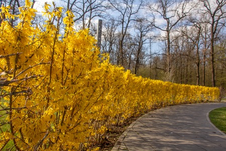 Close up Large blooming forsythia bush blooming in the spring gardenの写真素材