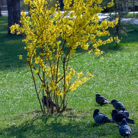 Close up Large blooming forsythia bush blooming in the spring gardenの写真素材