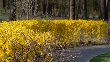 Close up Large blooming forsythia bush blooming in the spring gardenの写真素材