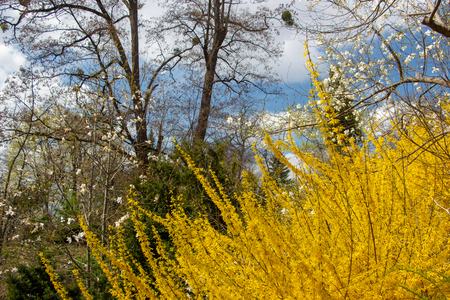 Close up Large blooming forsythia bush blooming in the spring gardenの写真素材