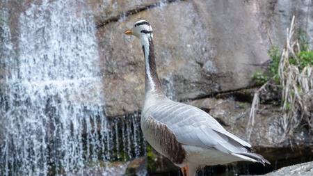 Bar-headed goose Anser indicus A young person at a mountain waterfall Close upの写真素材