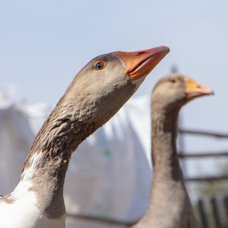 Aggressive home goose, next to small yellow goslings. Against the background of household. Close upの写真素材