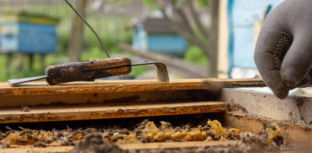 Close up view of the working bees on honey cells