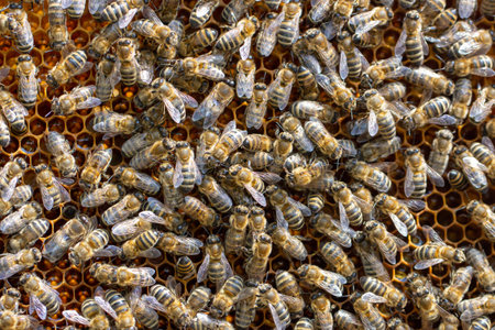 Many working bees on the surface of cells with honey and larvae. Backgound, texture