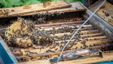 Bees are working in an open hive, which serves a beekeeper close-up