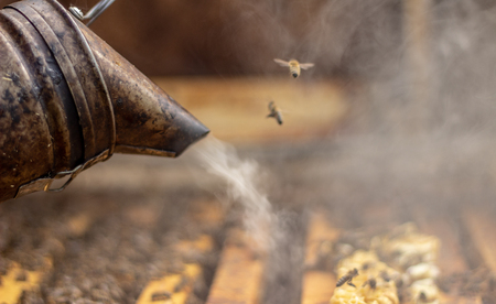 The beekeeper treats the hive with smoke to calm the bees before work Selective focusの写真素材