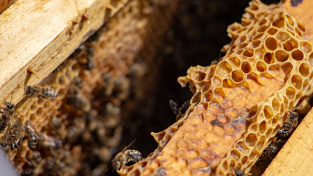 Bees are working in an open hive, which serves a beekeeper