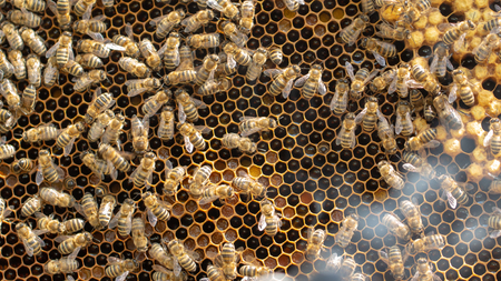 The concept of beekeeping, the texture of a honeycomb cell, on which the bees move and work. back ground close upの写真素材