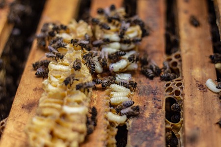 Larva Honey Bee in and bees Bee hive. close upの写真素材