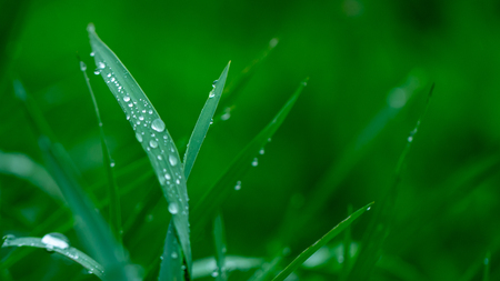 Green fresh grass in the drops of dew texture backgroundの写真素材