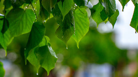 Wet leaves of trees after the rain in the city backgroundの写真素材