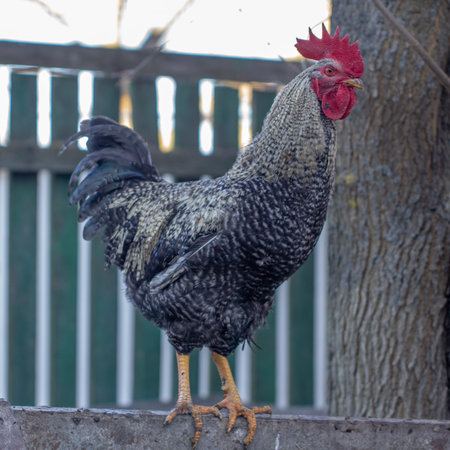 Rooster, in the pen-chicken's head close up.