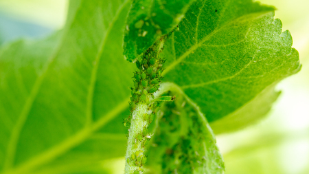 Apple tree leaves by fire blast or other infection or diseaseの写真素材