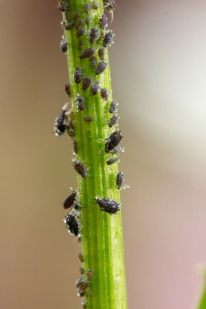 Aphid, a pest, on an apple tree branch. The insect feeds on the plants juices, destroying the leaves, spreading diseases and reducing the harvest.