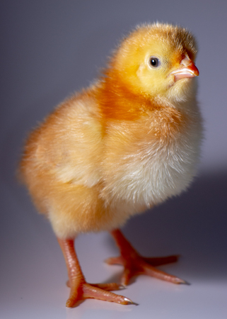 A small yellow chicken on a gray background. Selective focus, close upの写真素材