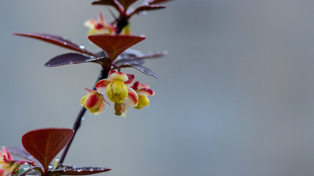 Flowering branch of barberry with red leaves, close-upの写真素材