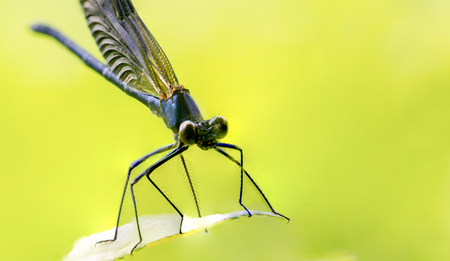 Calopteryx splendens Dragonfly metal dark blue is sitting on a green leafの写真素材