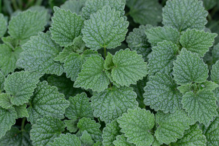 Young strong shoots of deaf nettle. Texture, low key
