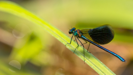 Calopteryx splendens Dragonfly metal dark blue is sitting on a green leaf Close upの写真素材