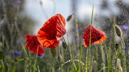 Buds of a blooming wild poppy in a field after rain backgroundの写真素材