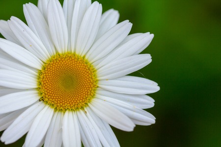 White daisy flower garden, with drops of dew on petals close upの写真素材
