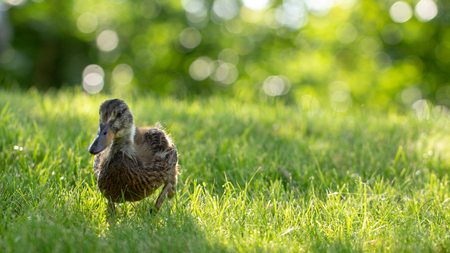 Little wild ducklings walk on the green grass close upの写真素材