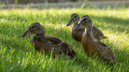 Little wild ducklings walk on the green grass close upの写真素材