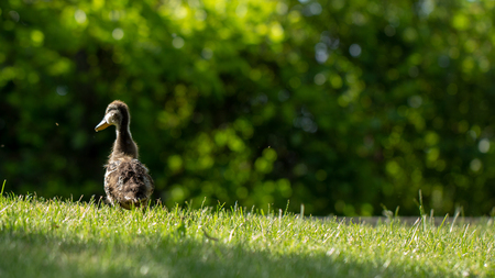 Little wild ducklings walk on the green grass close upの写真素材