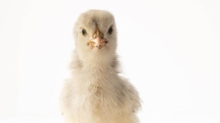 Small white chicken on white background close up.の写真素材